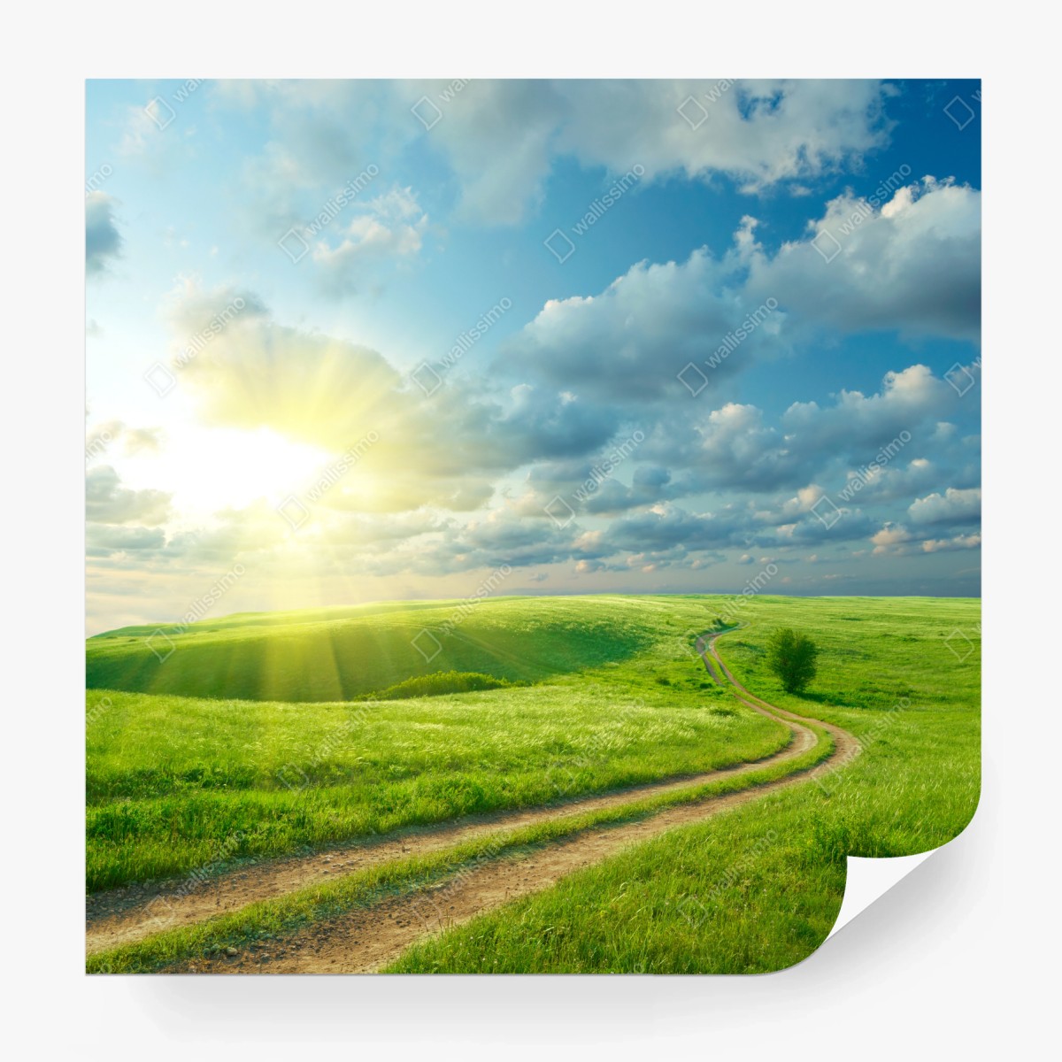 Papier peint route sinueuse au cœur d'une prairie verdoyante – Wallnifity®