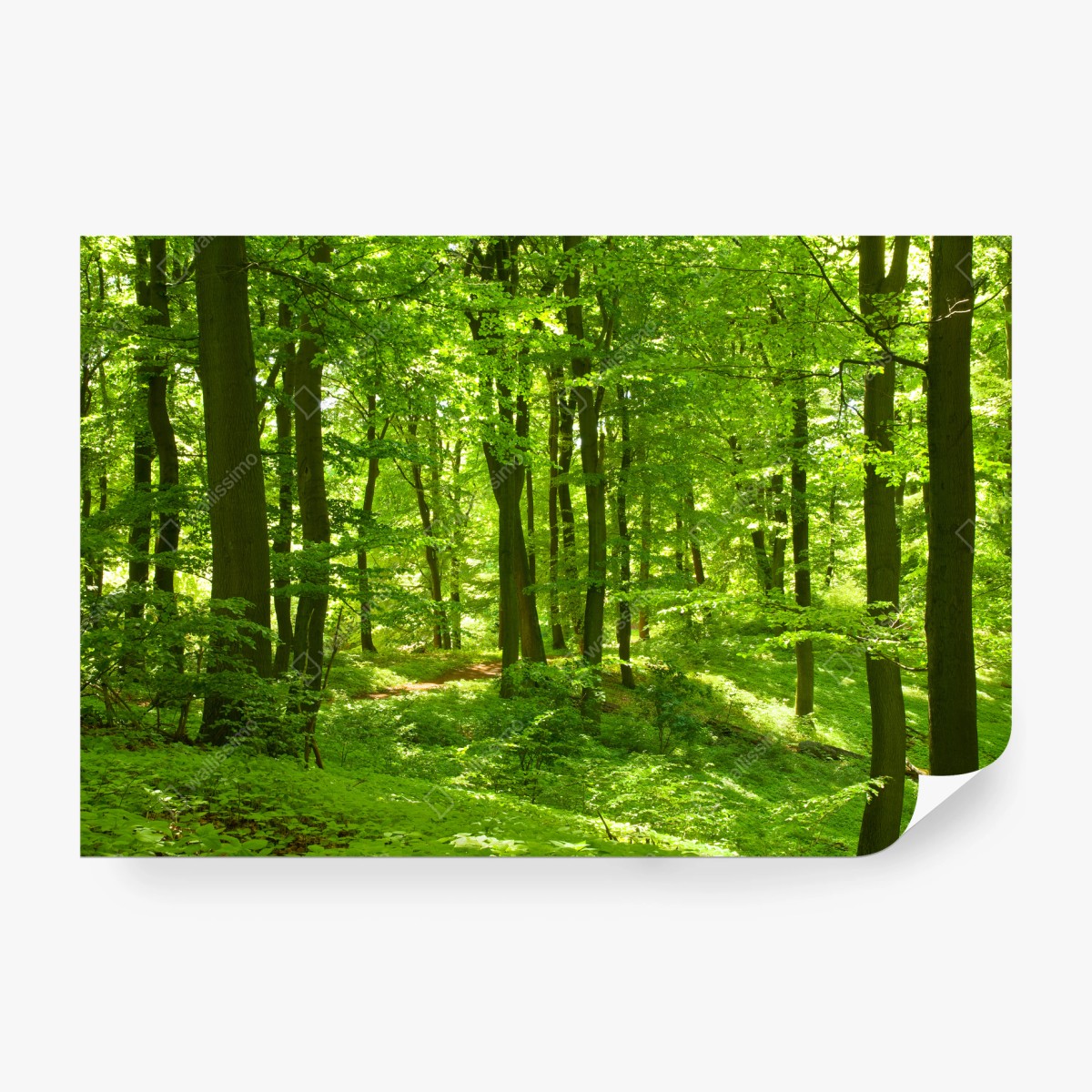 Papier peint forêt verdoyante baignée de lumière – Wallnifity® Papier peint forêt verdoyante baignée de lumière – Wallnifity®