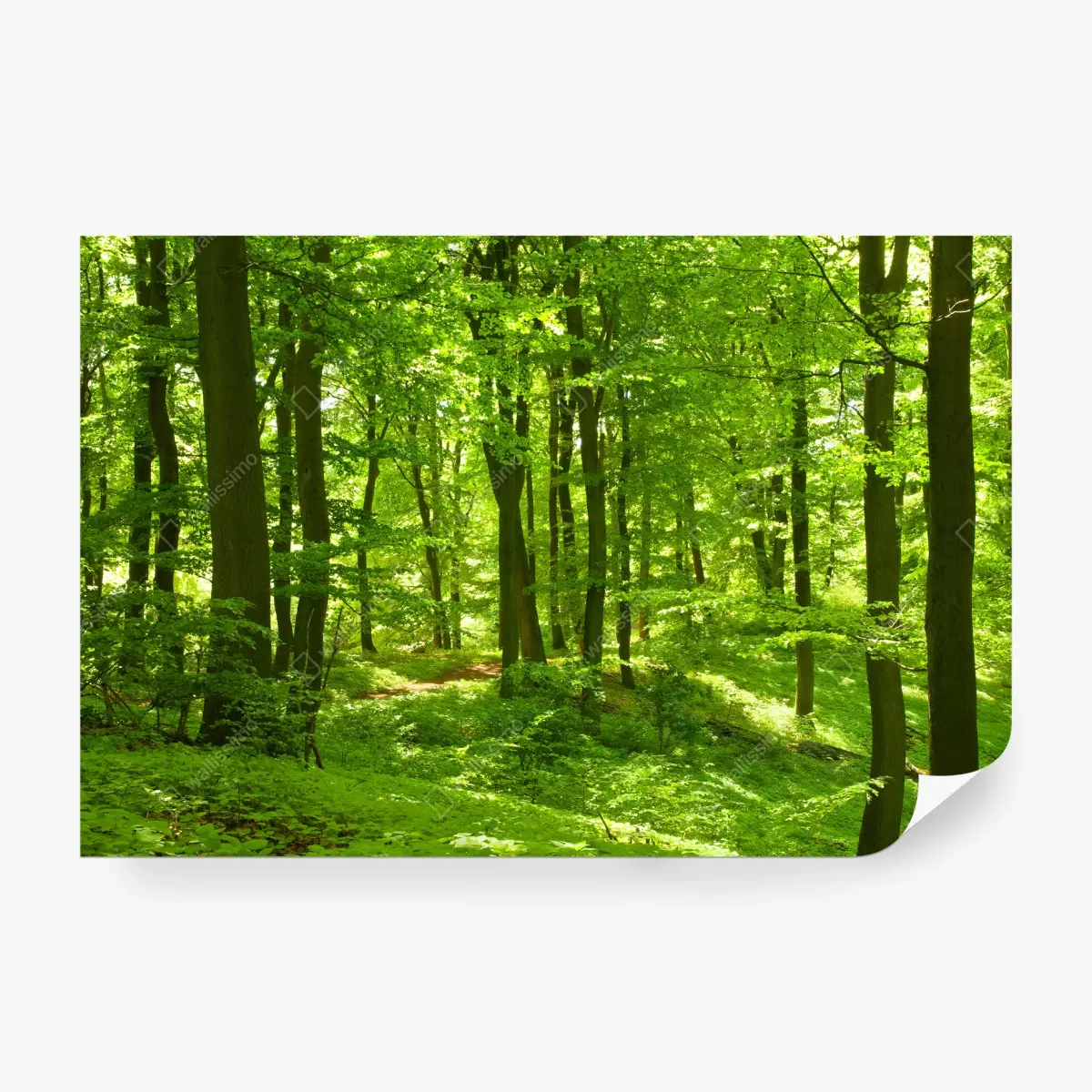 Papier peint forêt verdoyante baignée de lumière – Wallnifity®