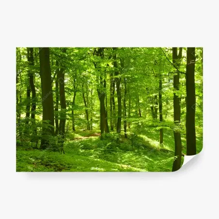Papier peint forêt verdoyante baignée de lumière – Wallnifity®