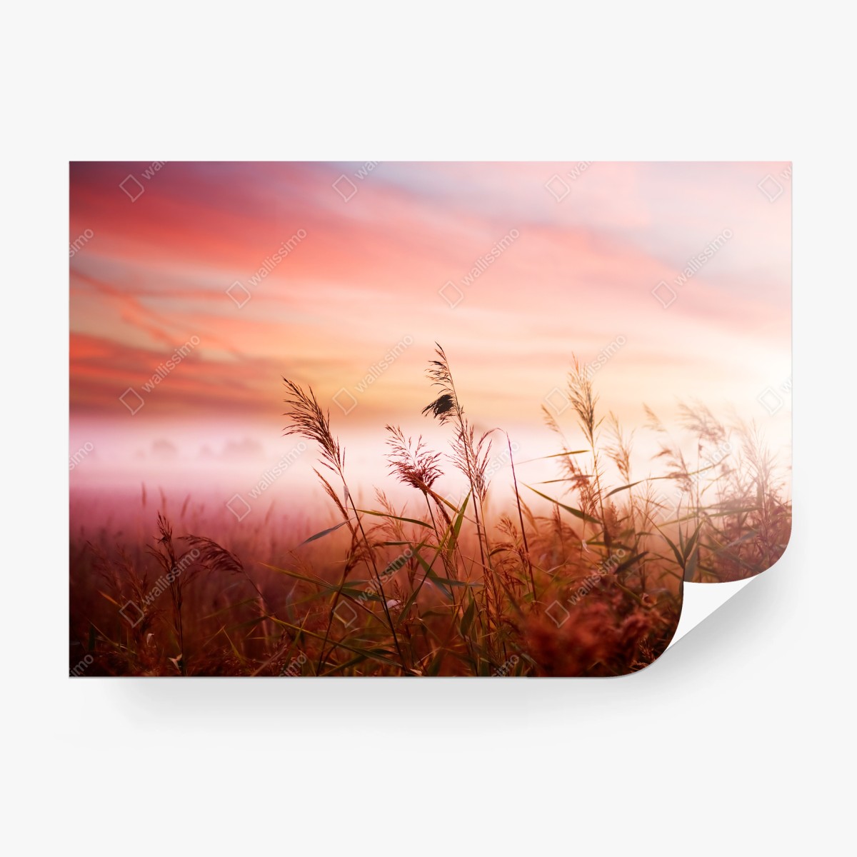 Papier peint roseaux au lever du soleil – Wallnifity®