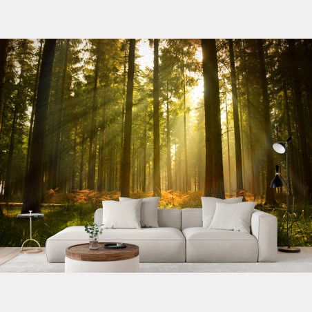 Papier peint forêt dorée au crépuscule – Wallnifity®