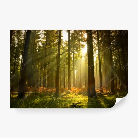 Papier peint forêt dorée au crépuscule – Wallnifity®
