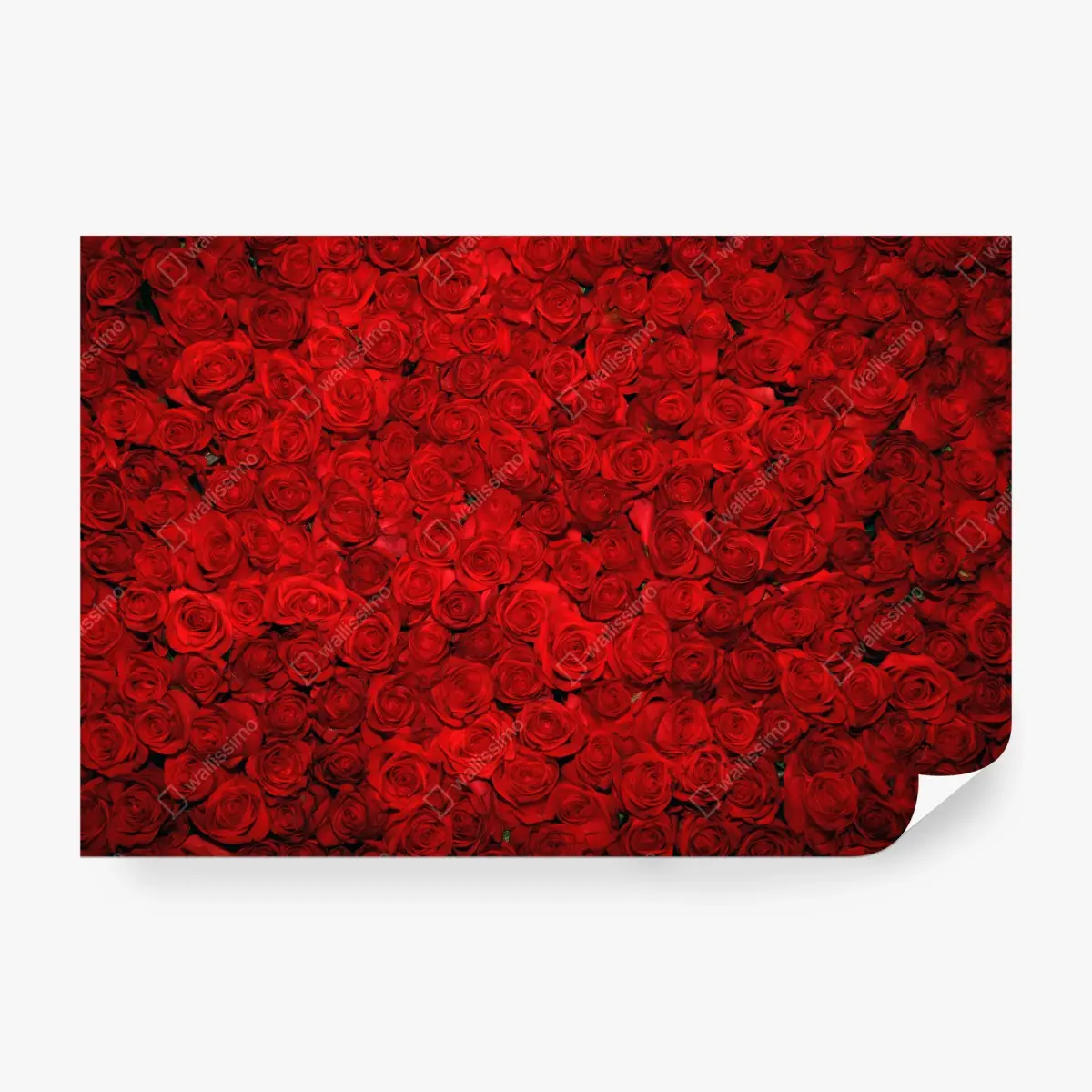 Papier peint mur floral de roses rouges – Wallnifity®