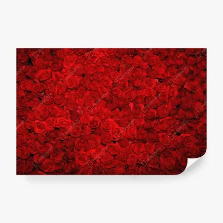 Papier peint mur floral de roses rouges – Wallnifity®