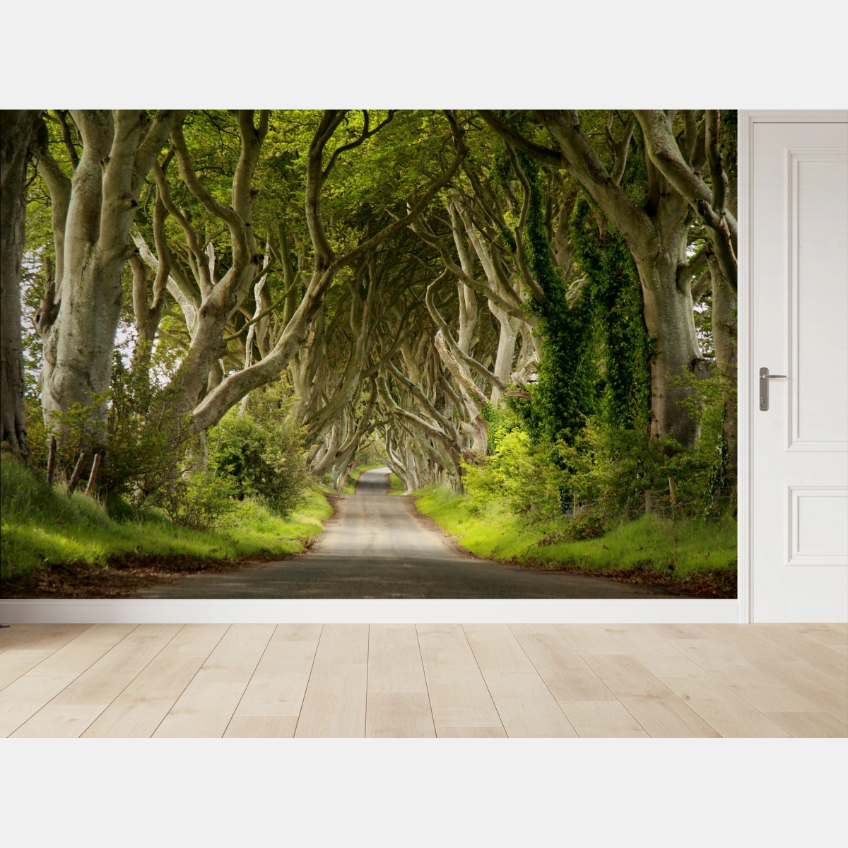 Papier peint tunnel de hêtres verdoyants – Wallnifity®