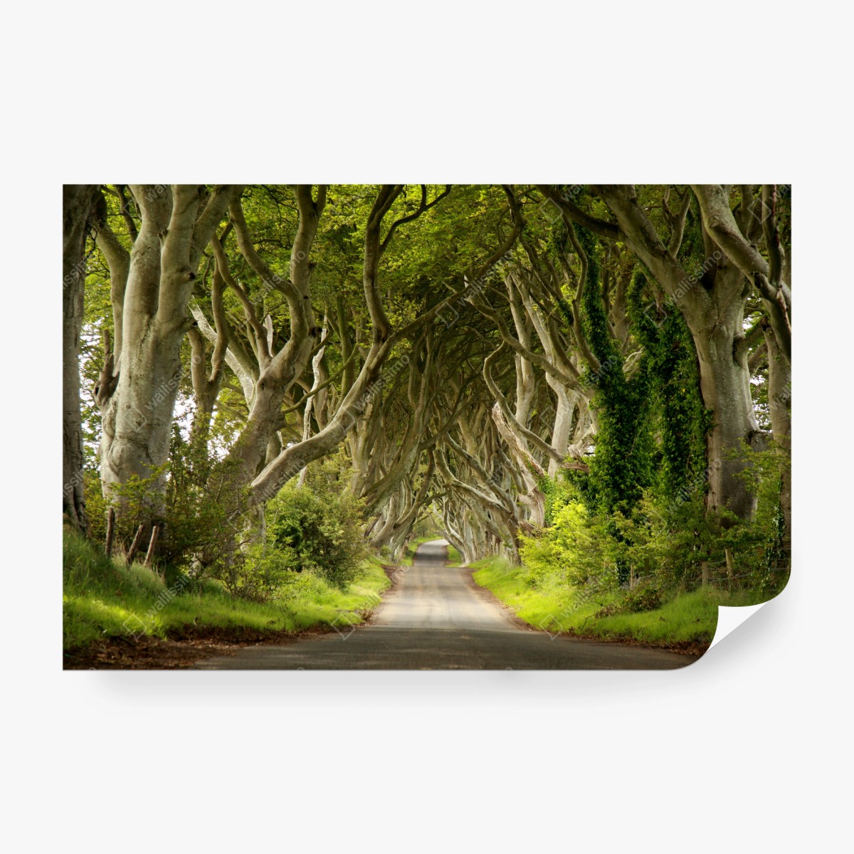 Papier peint tunnel de hêtres verdoyants – Wallnifity®