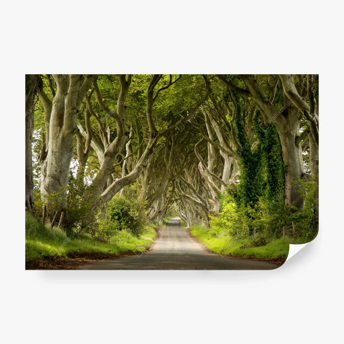 Papier peint tunnel de hêtres verdoyants – Wallnifity®