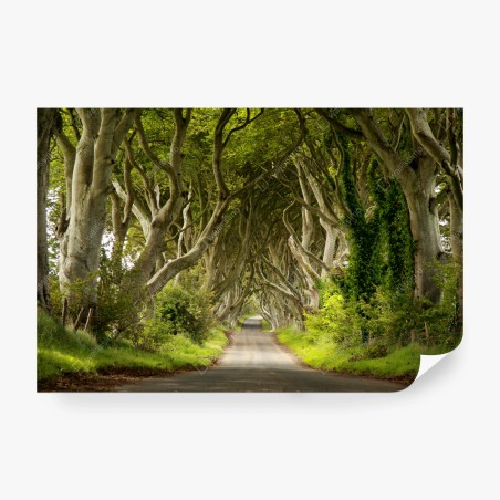 Papier peint tunnel de hêtres verdoyants – Wallnifity®