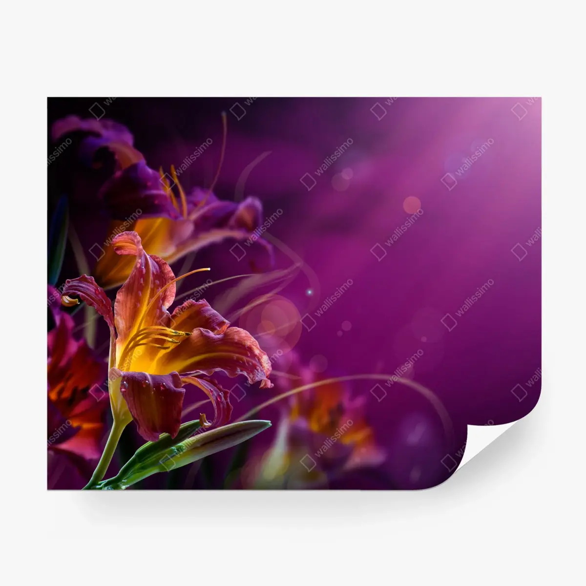 Papier peint fleurs lumineuses sur fond violet – Wallnifity®