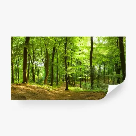 Papier peint forêt verdoyante au soleil – Wallnifity®