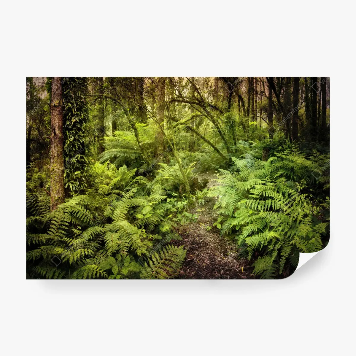 Papier peint sentier de fougères dans une forêt mystérieuse – Wallnifity®