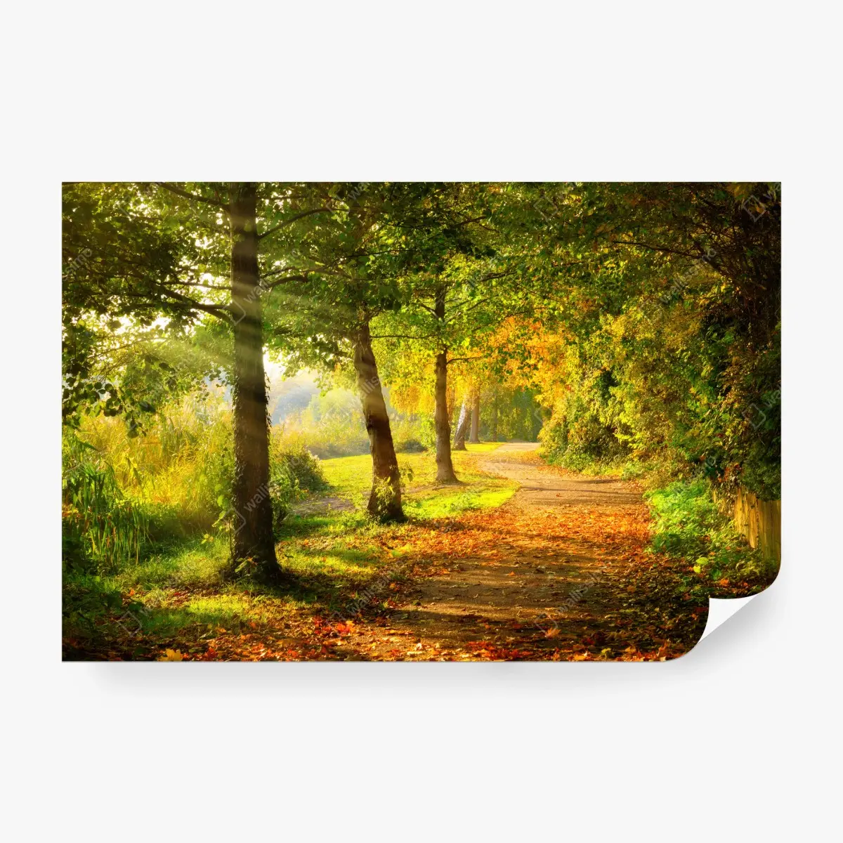Papier peint sentier d'automne baigné de lumière dorée – Wallnifity®