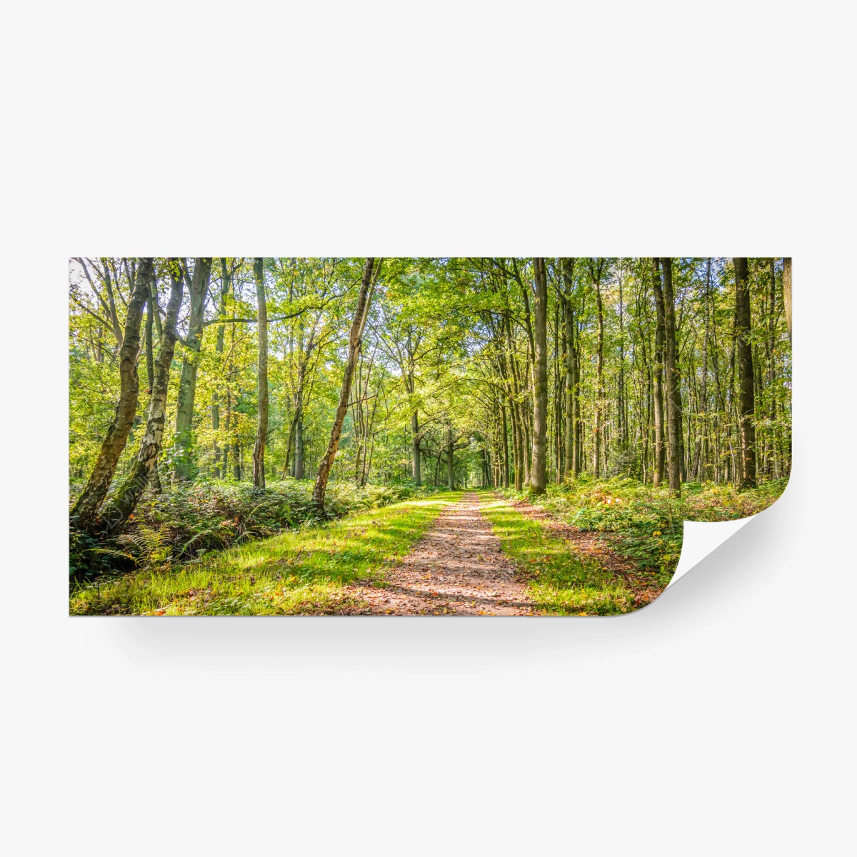 Papier peint sentier forestier baigné de lumière – Wallnifity®