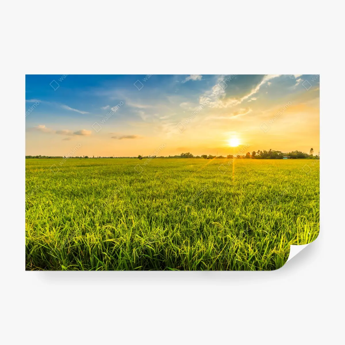 Papier peint paysage de rizière au coucher du soleil – Wallnifity®