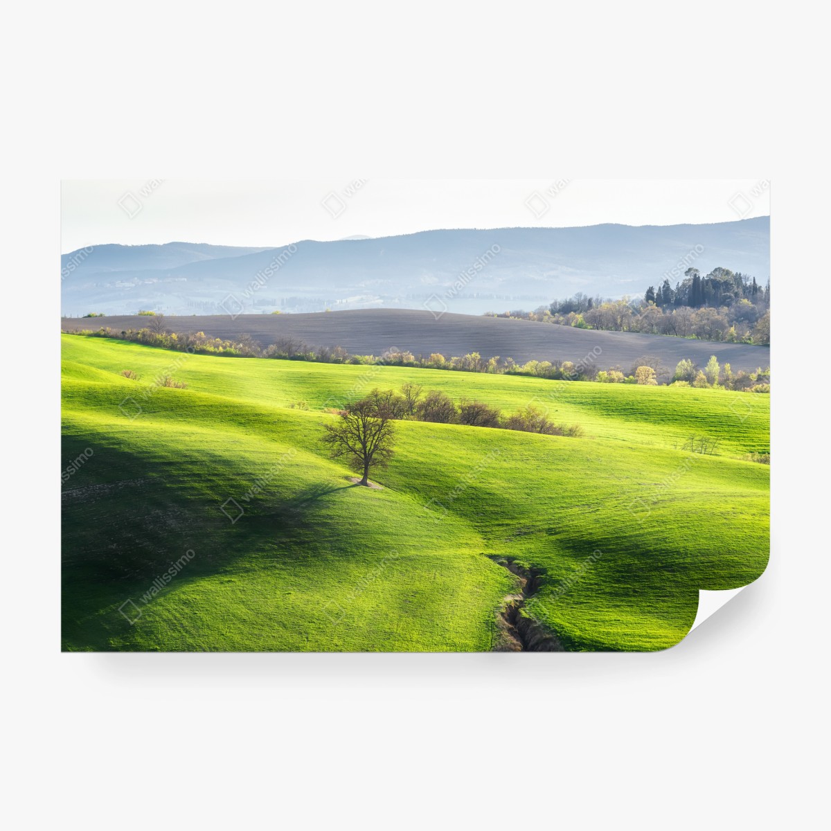 Papier peint Toscane: collines verdoyantes au lever du soleil – Wallnifity®