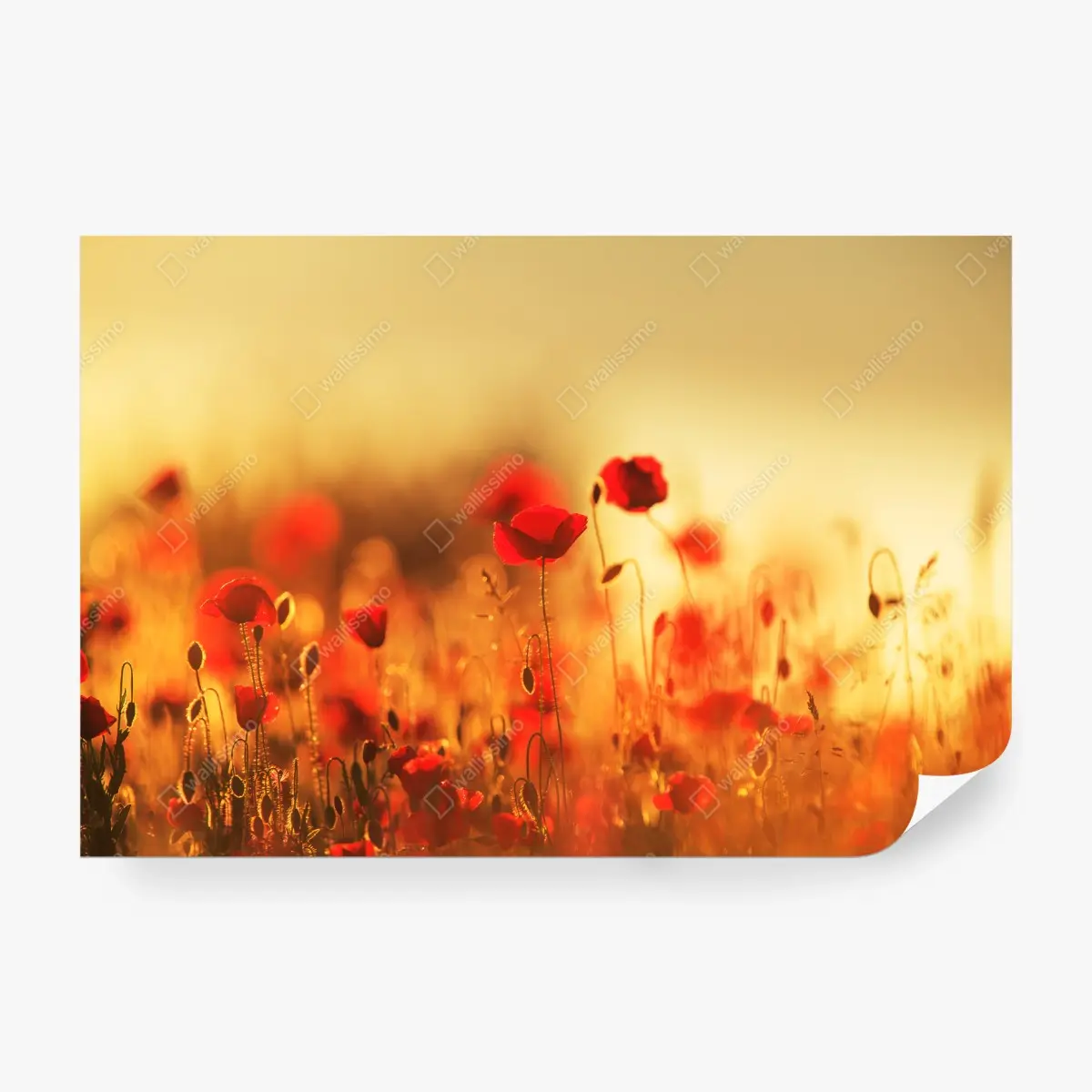 Papier peint champ de coquelicots au soleil couchant – Wallnifity®
