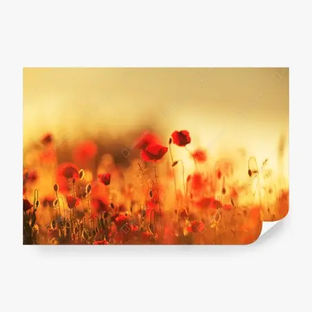 Papier peint champ de coquelicots au soleil couchant – Wallnifity®