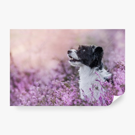 Papier peint chien dans la bruyère au crépuscule – Wallnifity®