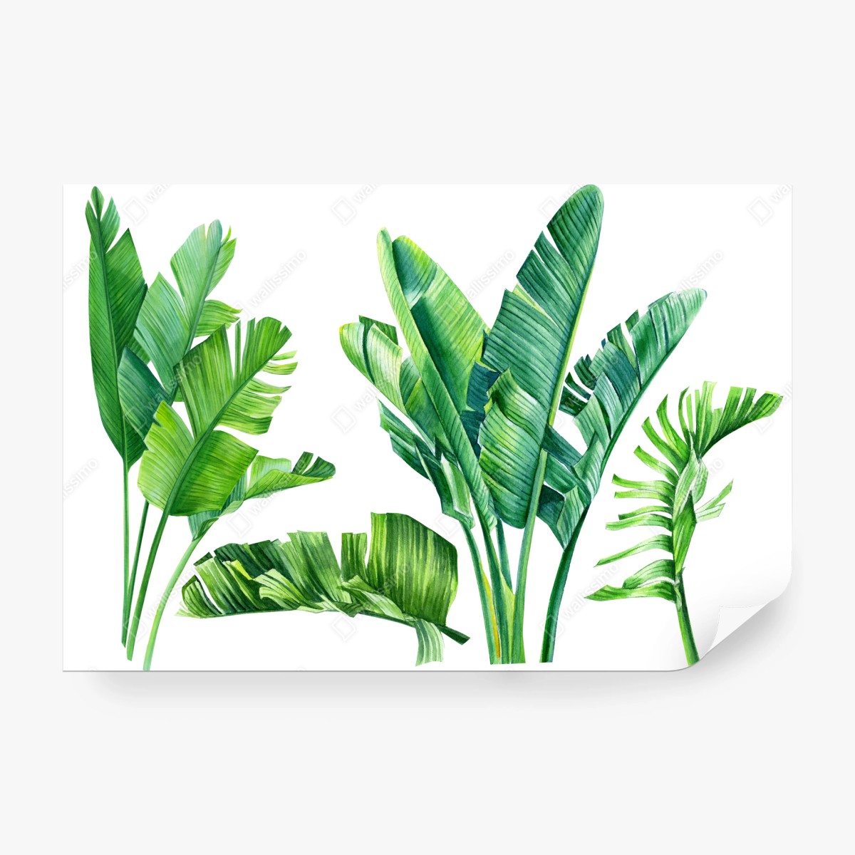 Papier peint feuillage tropical en aquarelle – Wallnifity®