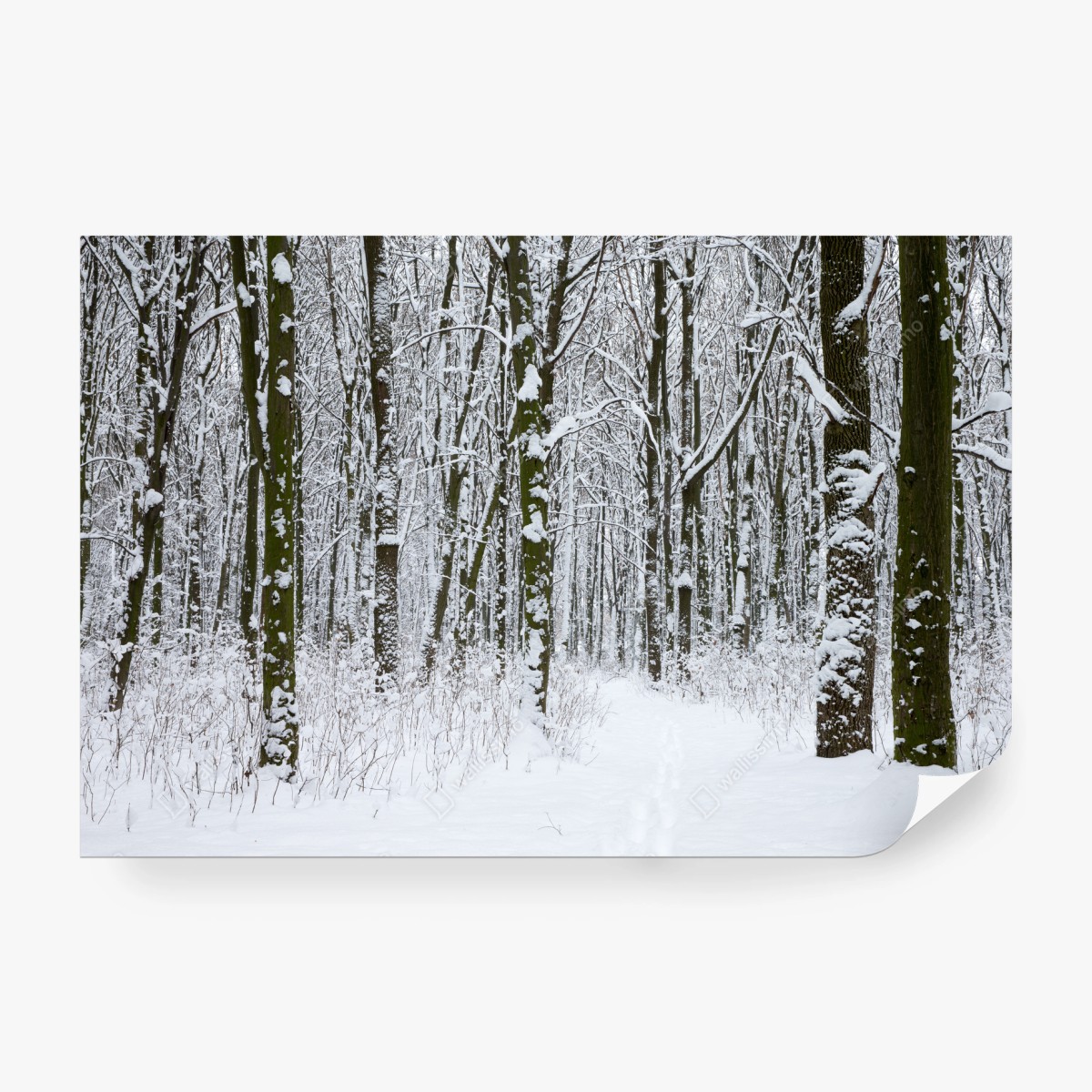 Papier peint forêt d'hiver enneigée, sentier paisible – Wallnifity®