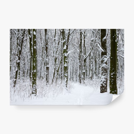 Papier peint forêt d'hiver enneigée, sentier paisible – Wallnifity®