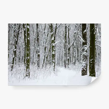 Papier peint forêt d'hiver enneigée, sentier paisible – Wallnifity®