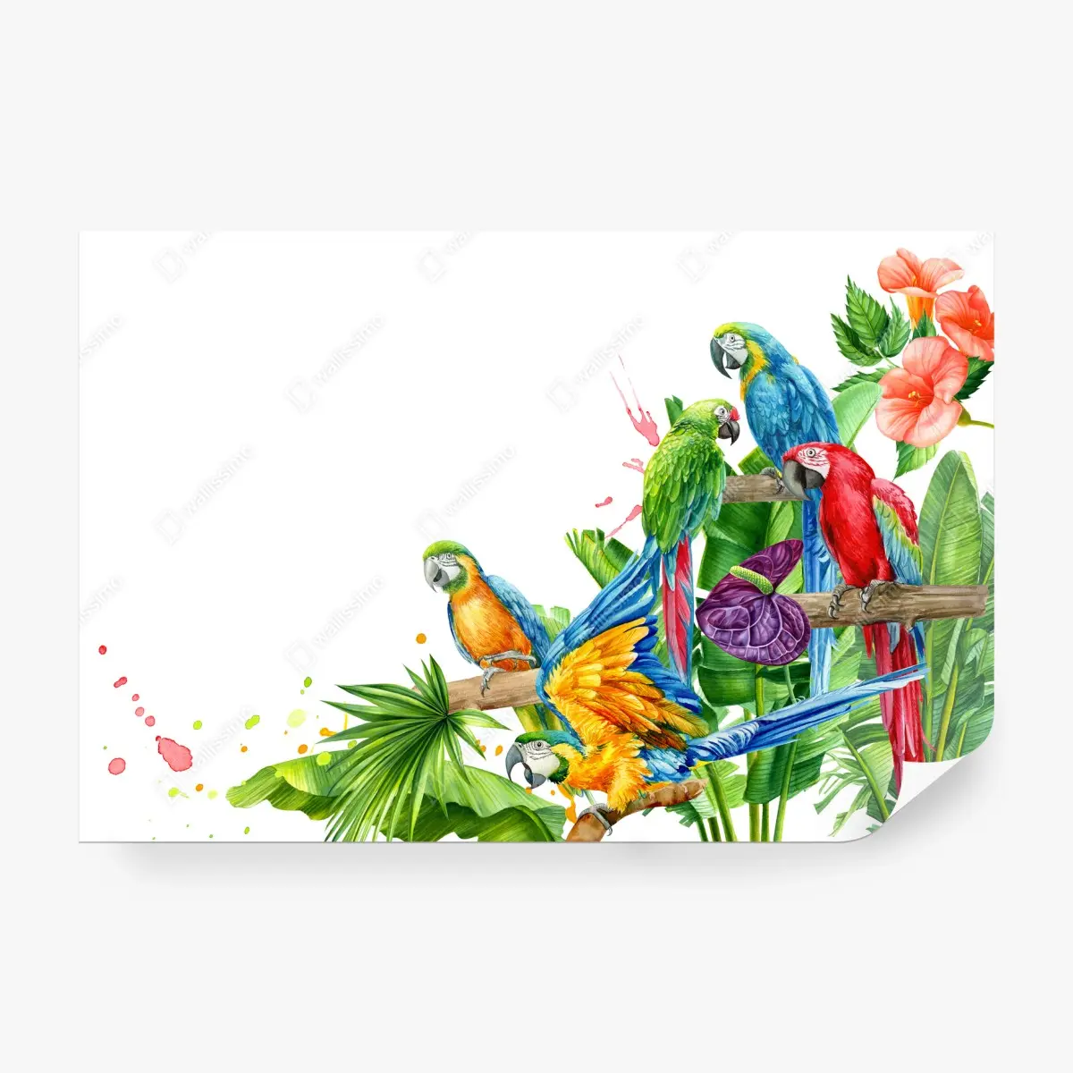 Papier peint perroquets tropicaux colorés sur fond blanc – Wallnifity®