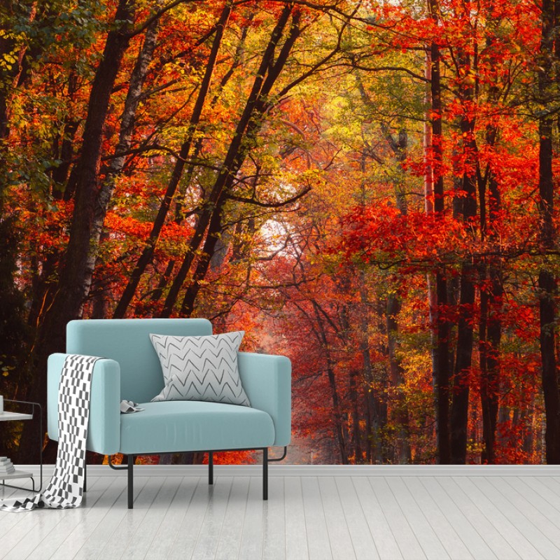 Papier peint chemin forestier automnal en lumière dorée – Wallnifity®