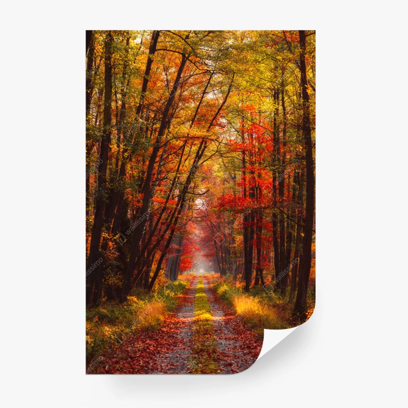 Papier peint chemin forestier automnal en lumière dorée – Wallnifity®