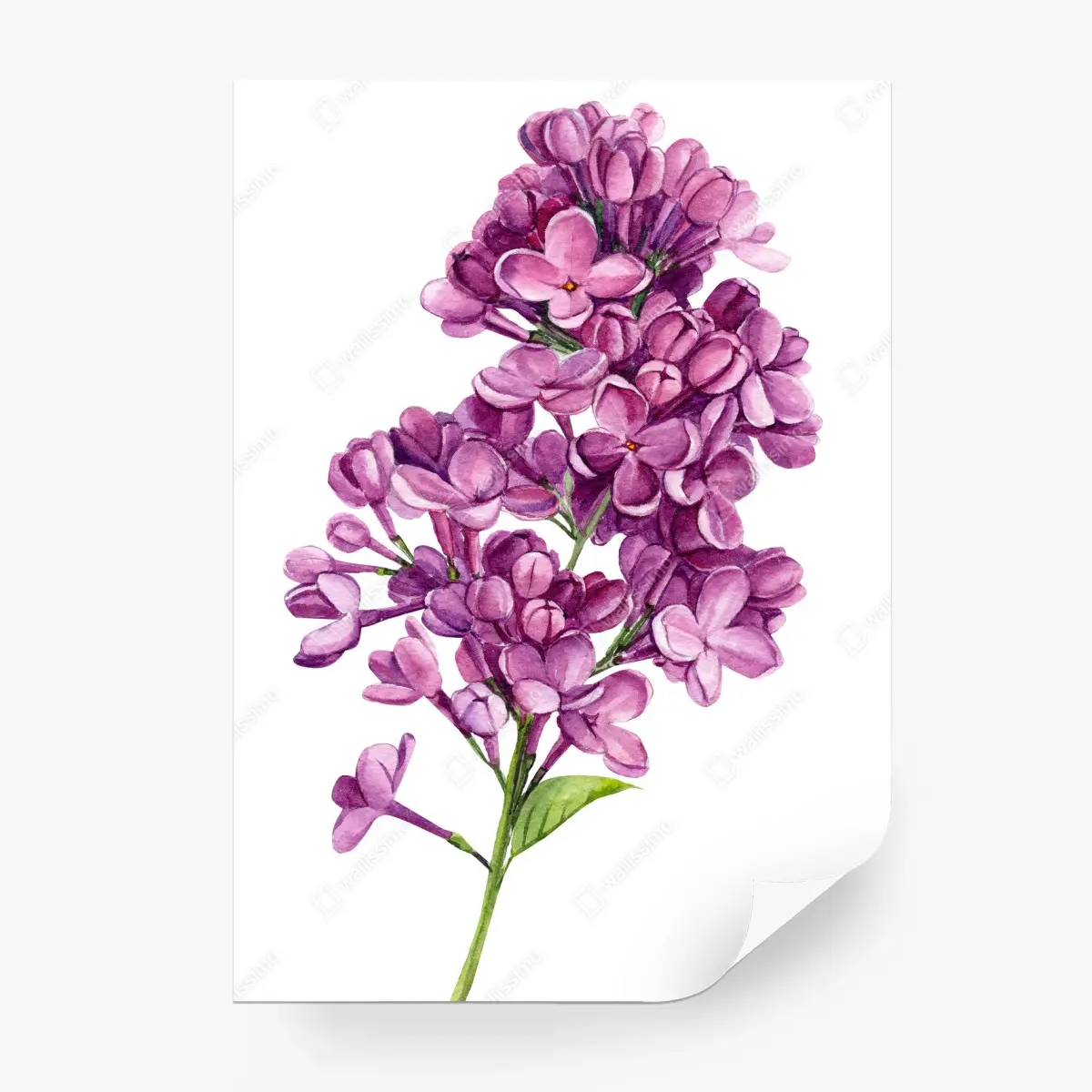 Papier peint bouquet de lilas en aquarelle – Wallnifity®
