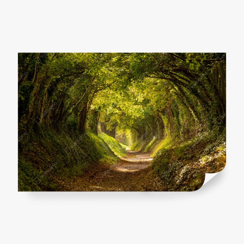 Papier peint allée forestière lumineuse en tunnel de verdure – Wallnifity®