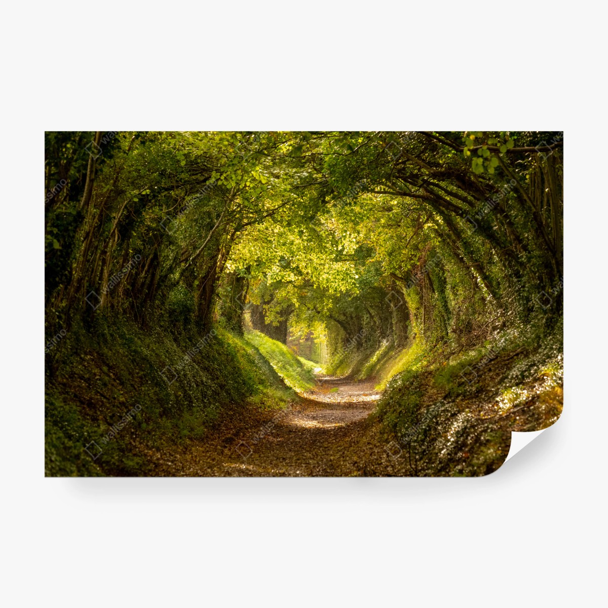 Papier peint allée forestière lumineuse en tunnel de verdure – Wallnifity®