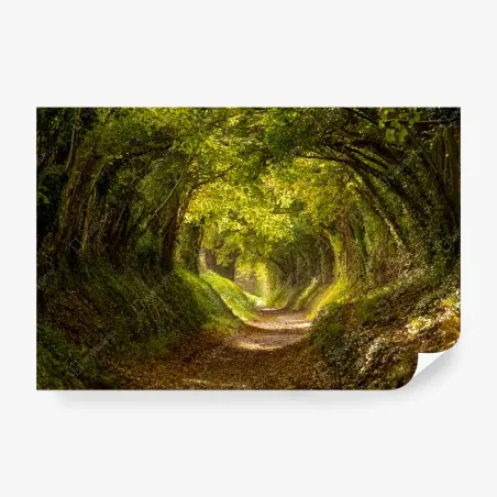 Papier peint allée forestière lumineuse en tunnel de verdure – Wallnifity®