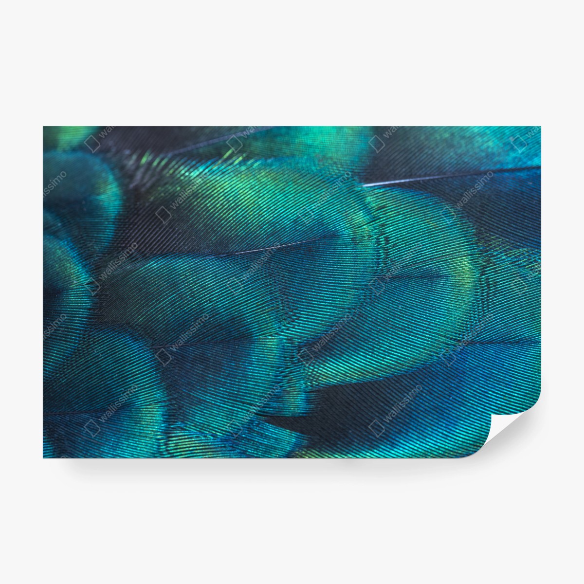 Papier peint motif irisé de plume de paon – Wallnifity®