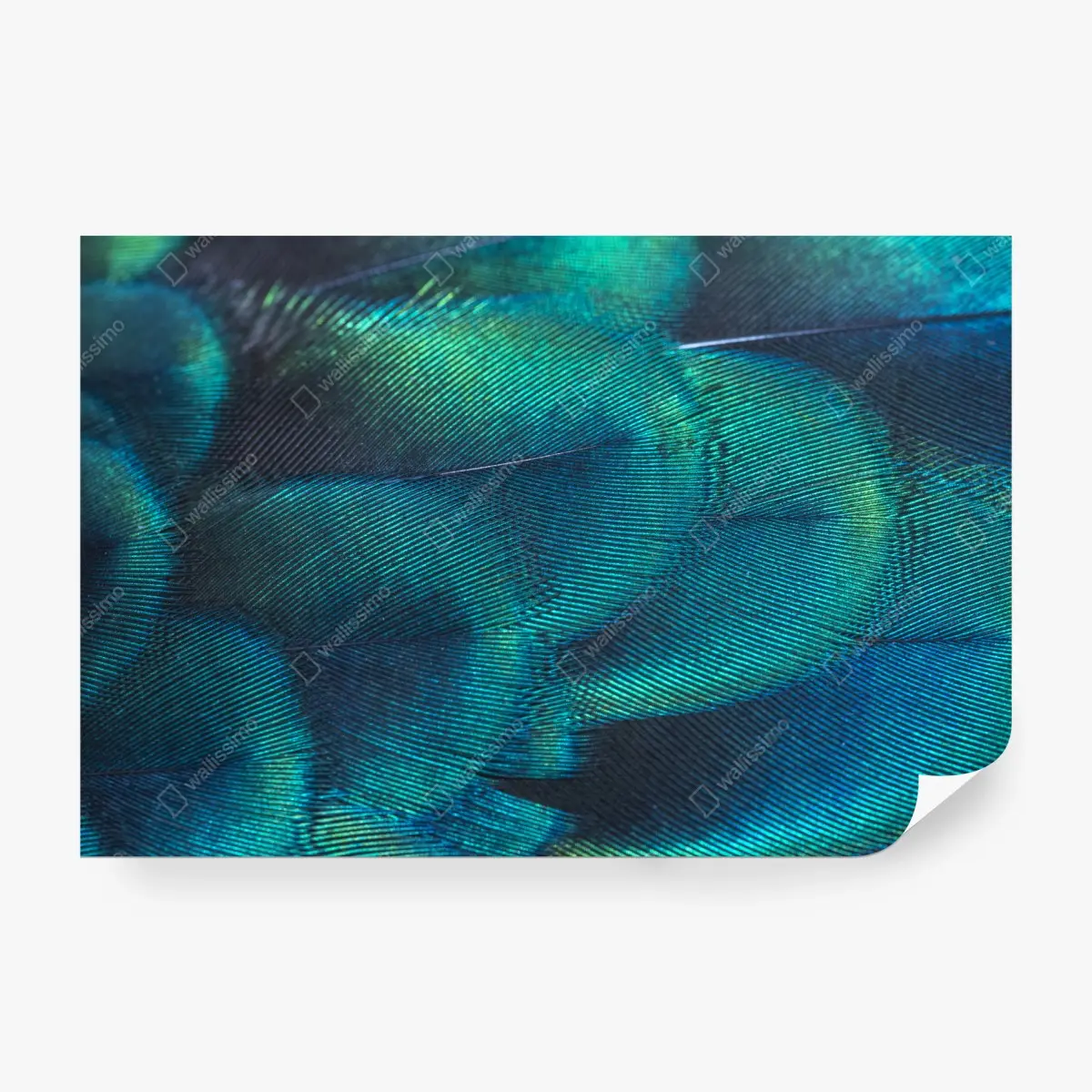 Papier peint motif irisé de plume de paon – Wallnifity®