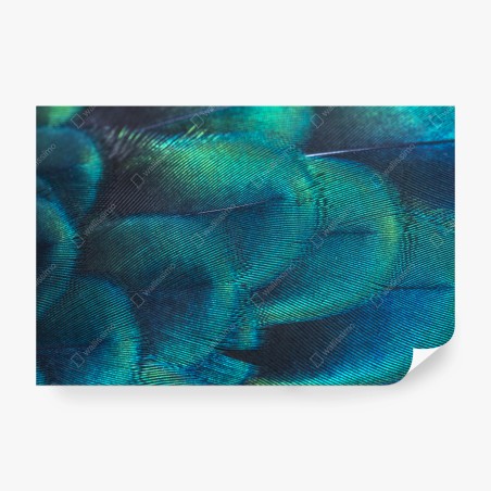 Papier peint motif irisé de plume de paon – Wallnifity®