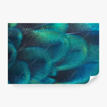 Papier peint motif irisé de plume de paon – Wallnifity®