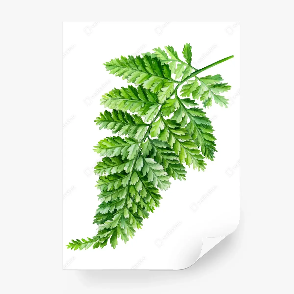 Papier peint fougère aquarelle élégante pour décoration murale – Wallnifity®