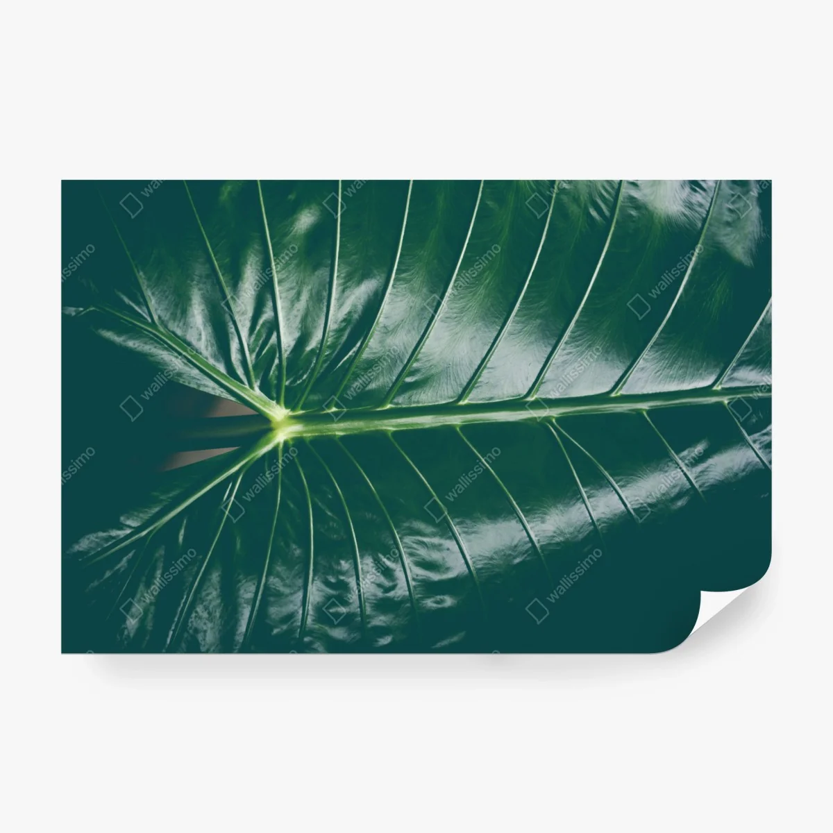 Papier peint élégance tropicale : feuille d'alocasia – Wallnifity®
