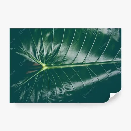 Papier peint élégance tropicale : feuille d'alocasia – Wallnifity®