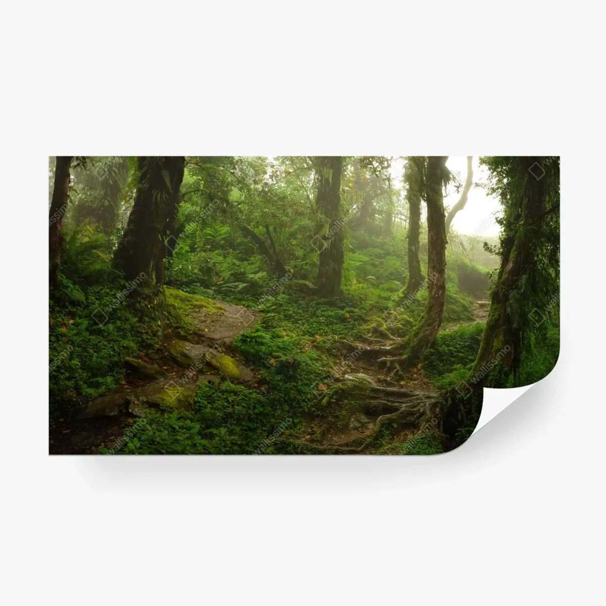 Papier peint forêt brumeuse et sentier verdoyant – Wallnifity®