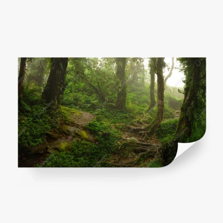 Papier peint forêt brumeuse et sentier verdoyant – Wallnifity®