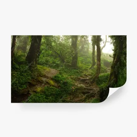 Papier peint forêt brumeuse et sentier verdoyant – Wallnifity®