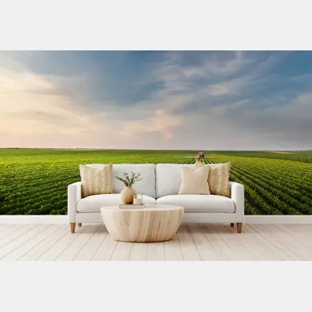 Papier peint coucher de soleil sur champs de soja – Wallnifity®
