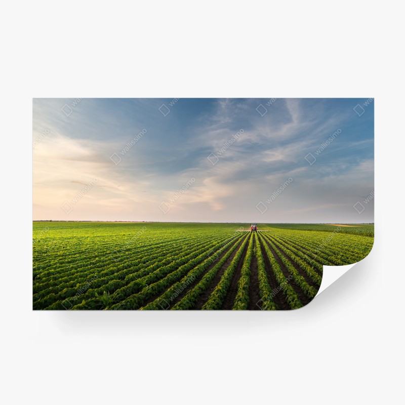 Papier peint coucher de soleil sur champs de soja – Wallnifity® Papier peint coucher de soleil sur champs de soja – Wallnifity®