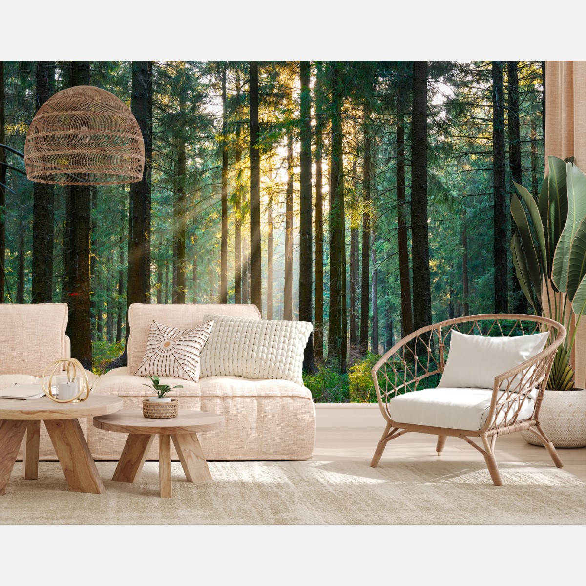 Papier peint rayons de soleil dans la forêt au réveil – Wallnifity®
