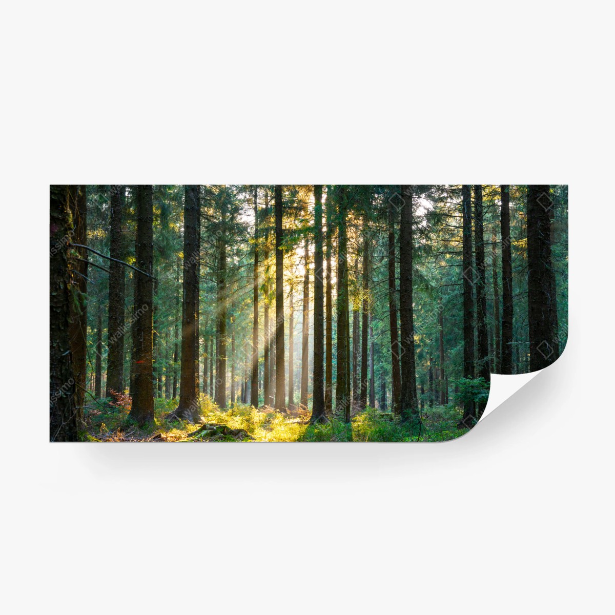 Papier peint rayons de soleil dans la forêt au réveil – Wallnifity®