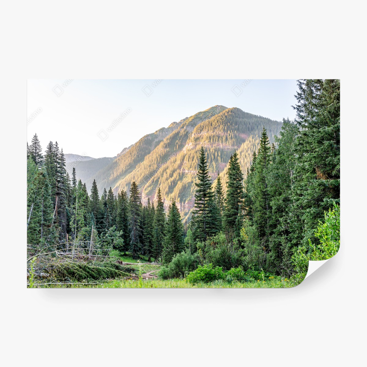 Papier peint forêt alpine baignée de lumière dorée – Wallnifity®