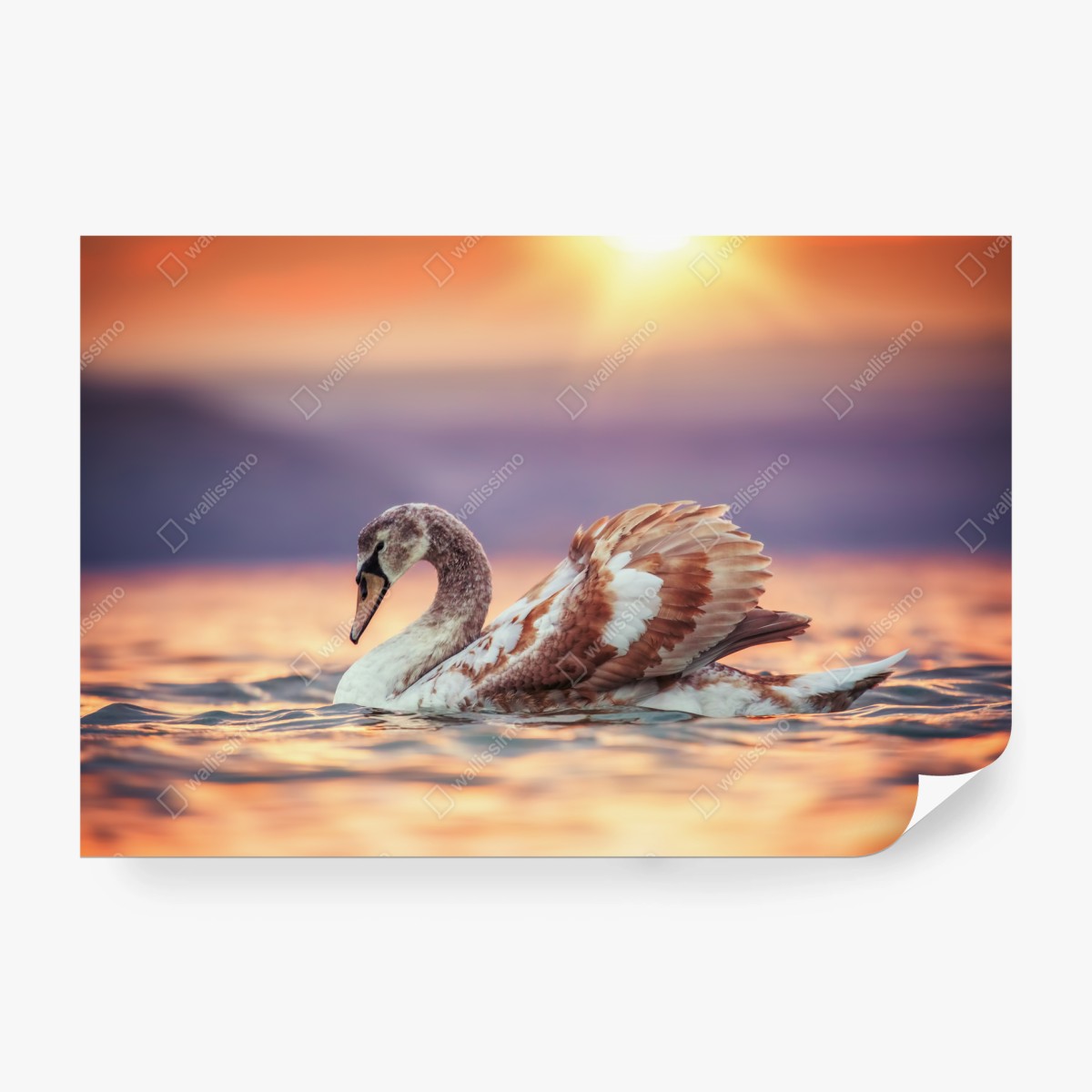 Papier peint cygne au coucher de soleil doré – Wallnifity®